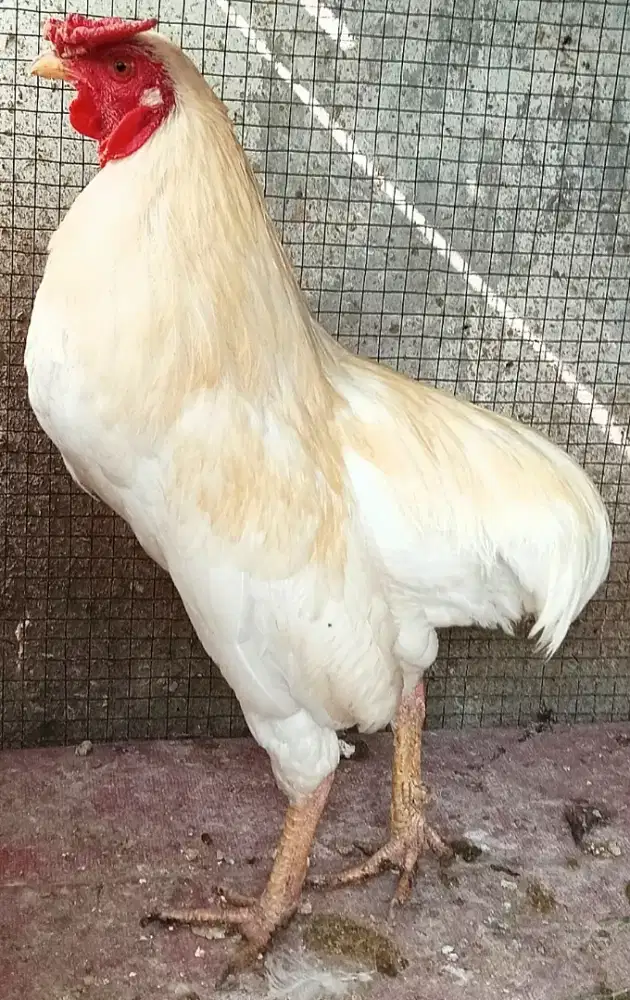 Ayam jago tukung putih