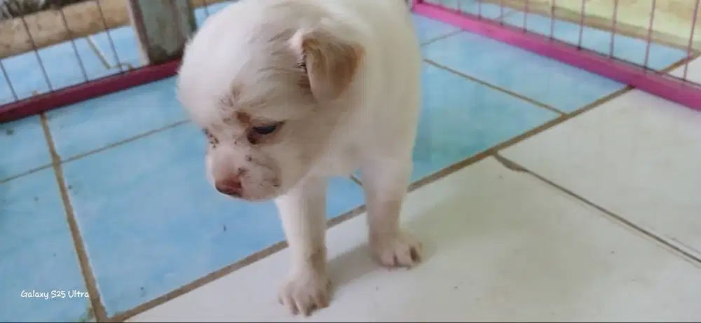 PUPPY IMUT TURUNAN RAS