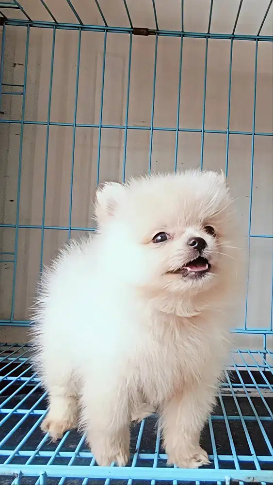 Minipom Pomeranian Pom Cantik mungil