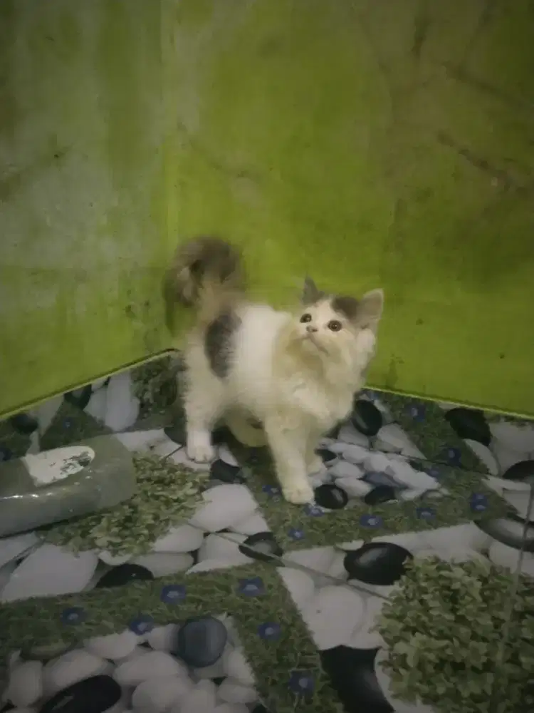 Kucing Persia flarnose usai 2,5 bulan sudh mandiri