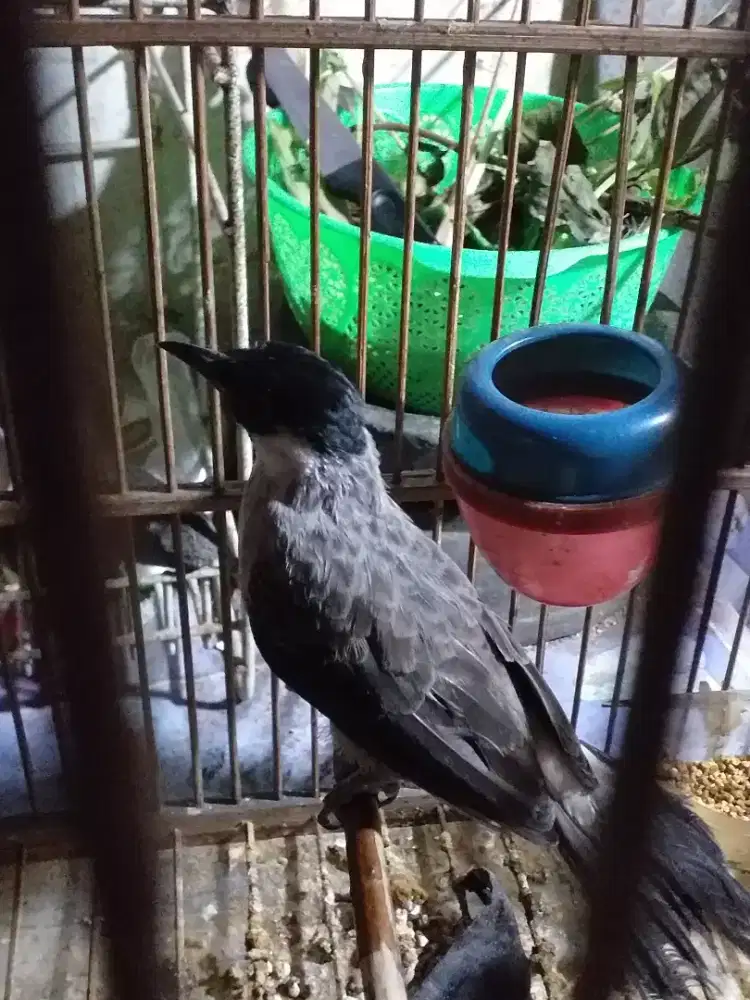 Kutilabg udah rajin bunyi