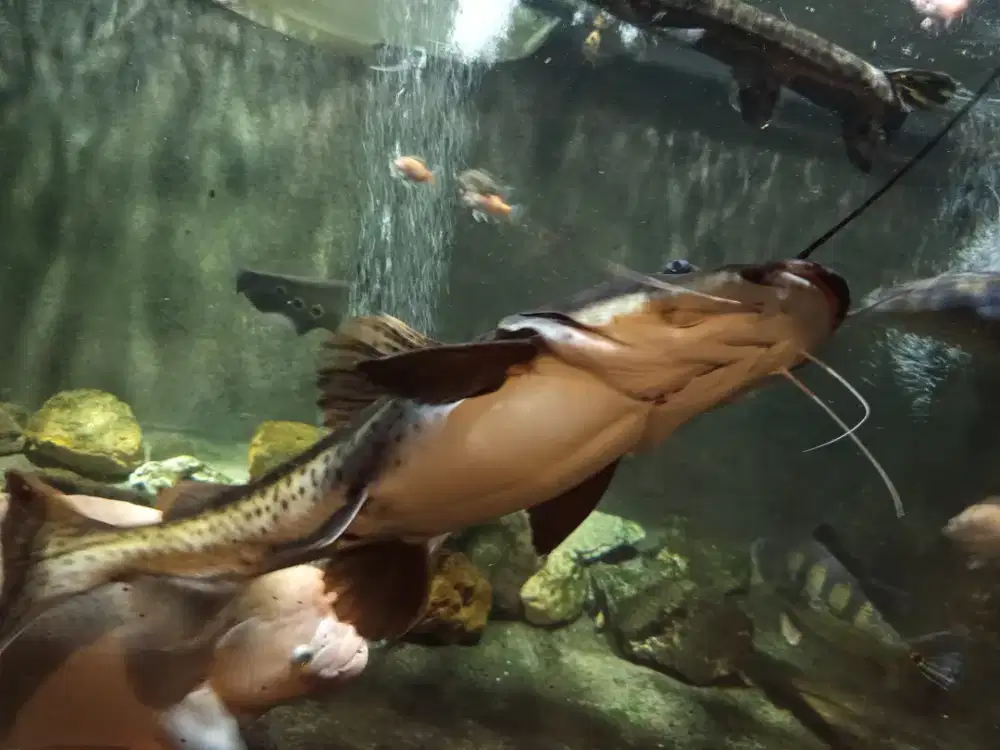 Leopard catfish 50cm