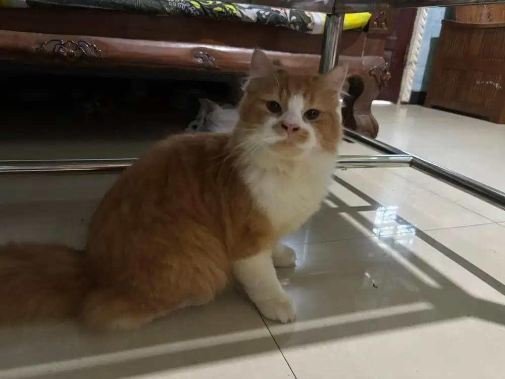 Kucing persia atau anggora kada tau jua bulunya LABAT