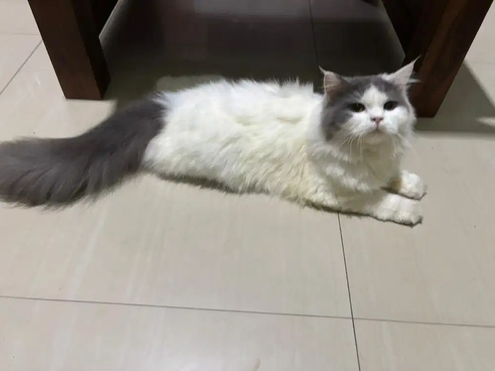 Kucing BETINA anggora atau persia kada tau jenisnya ulun