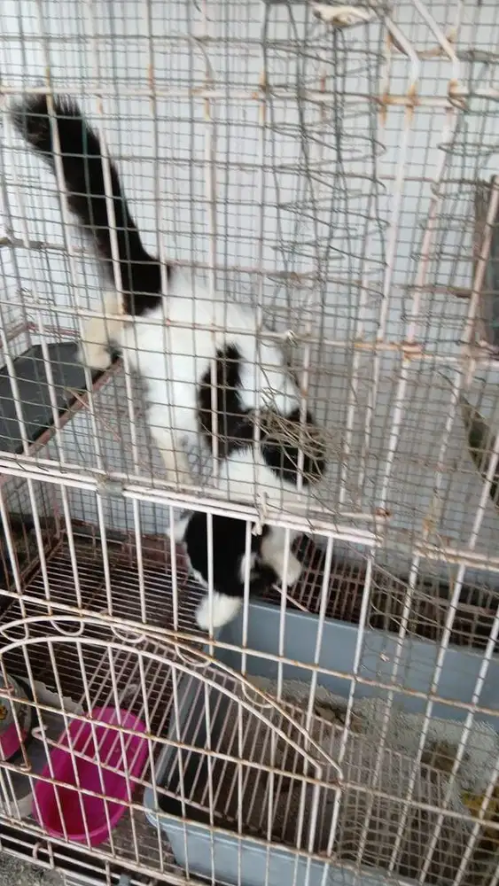 Kucing anggora atau persia kada tau jua ulun jenisnya