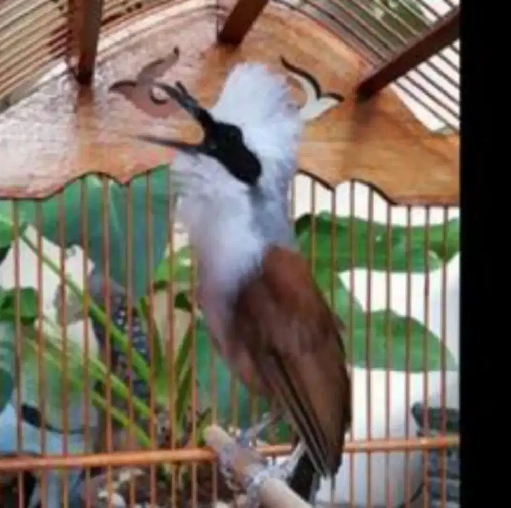 Burung  kicau suara kencang