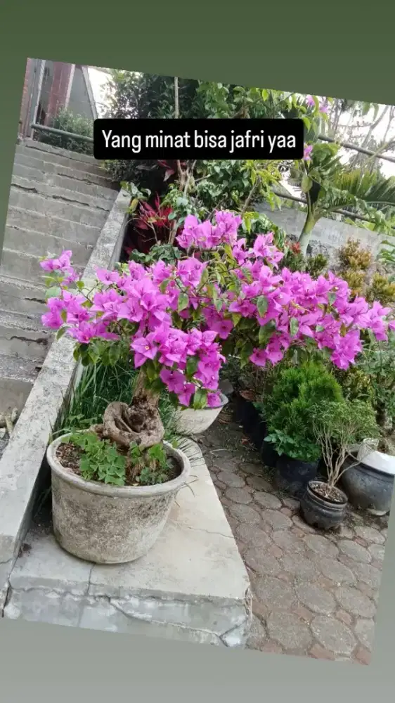 Pohon bougenvill dan bonsai. Bougenvill