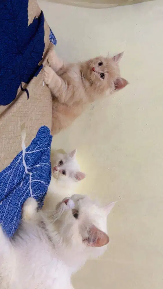 Open Adopsi Kucing Sehat dan terawat