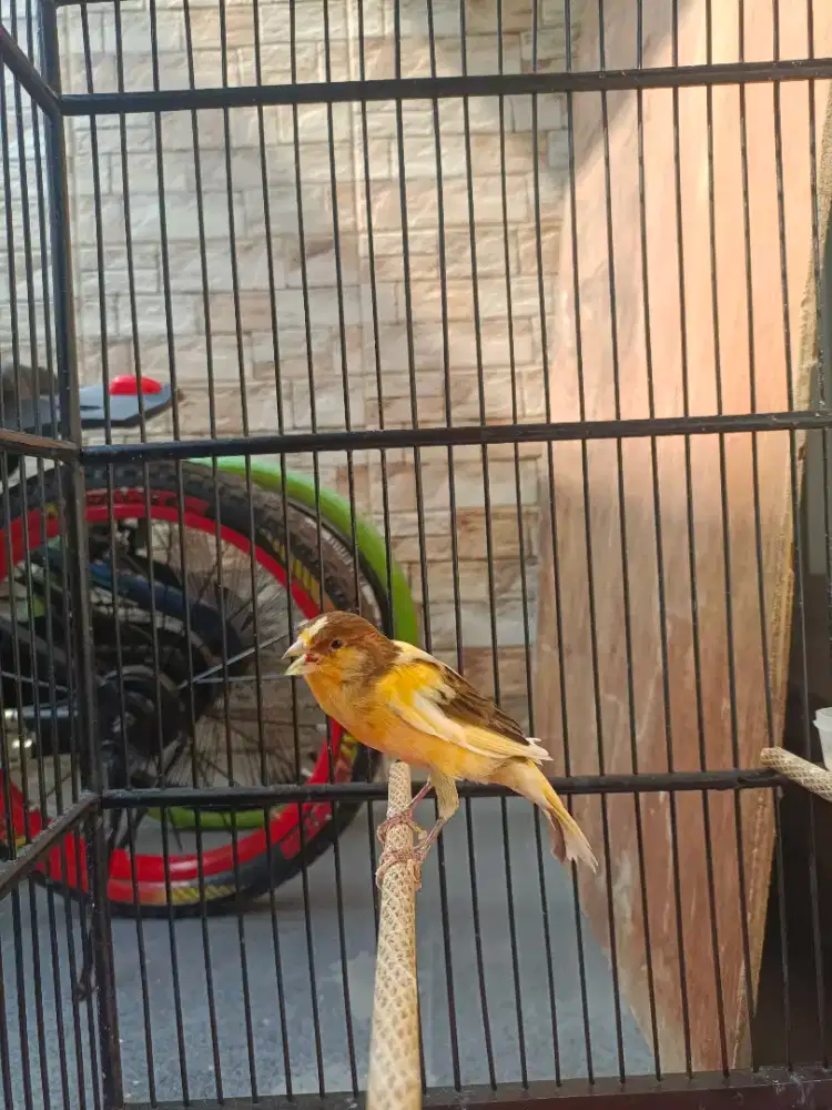 kenari loper gacor fullset
