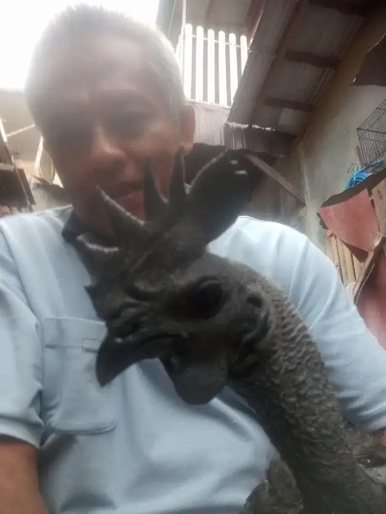 Jual ayam cemani lidah hitam umur 1 THN harga 2000000