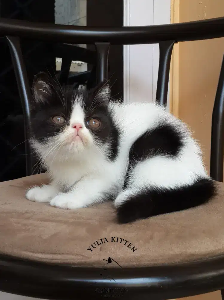 Kitten Exotic Shorthair Peaknose Betina