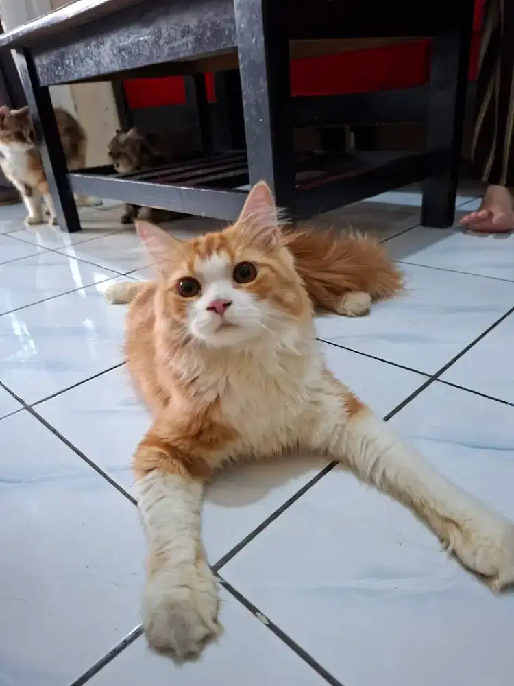 Kucing persia x peaknose