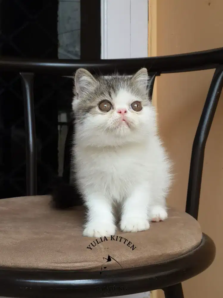 Kitten Exotic Shorthair Peaknose Jantan