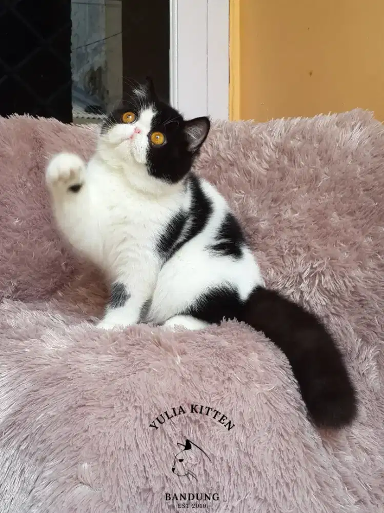 Kitten Exotic Shorthair Peaknose Betina