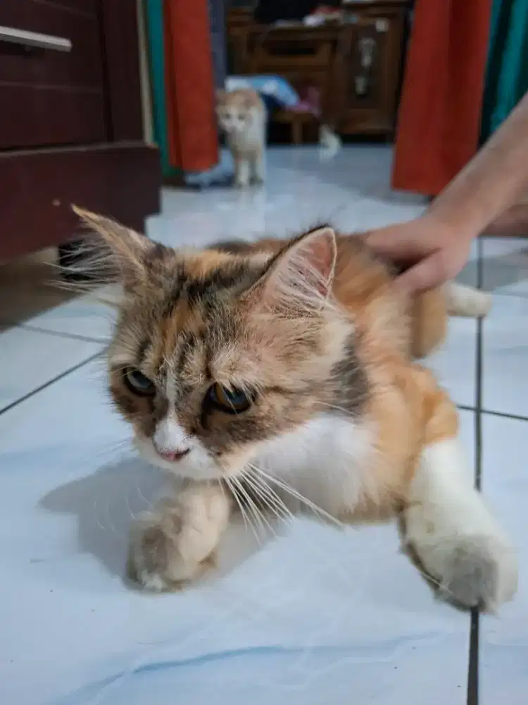 Dijual kucing persia