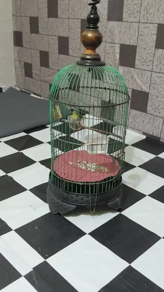 Burung kacamata bustomi fs