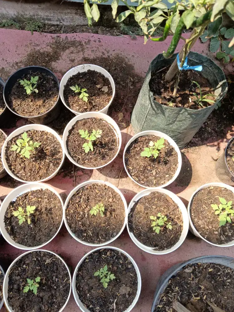 Jual bibit sayuran