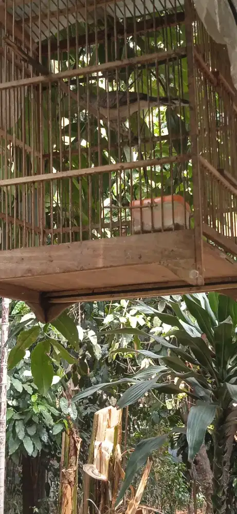Perkutut lokal udah kicau