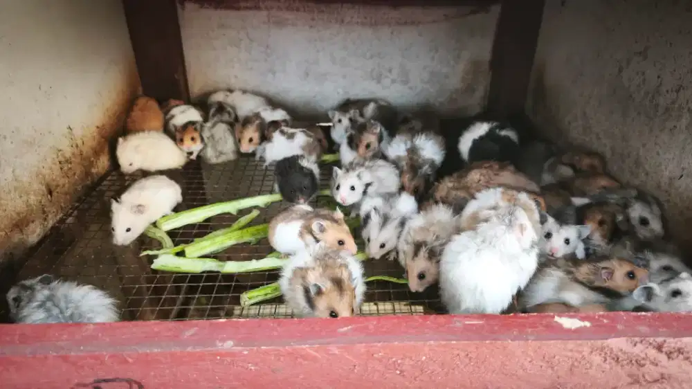 Hamster Syrian ready grosir eceran