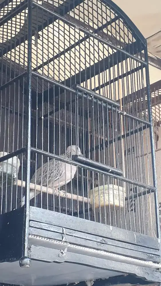Dijual burung tekukur jantan rajin bunyi