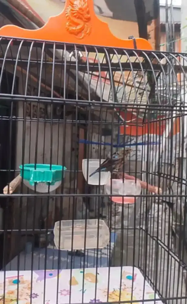 Burung ko nin jantan trotol rajin bunyi masteran murai