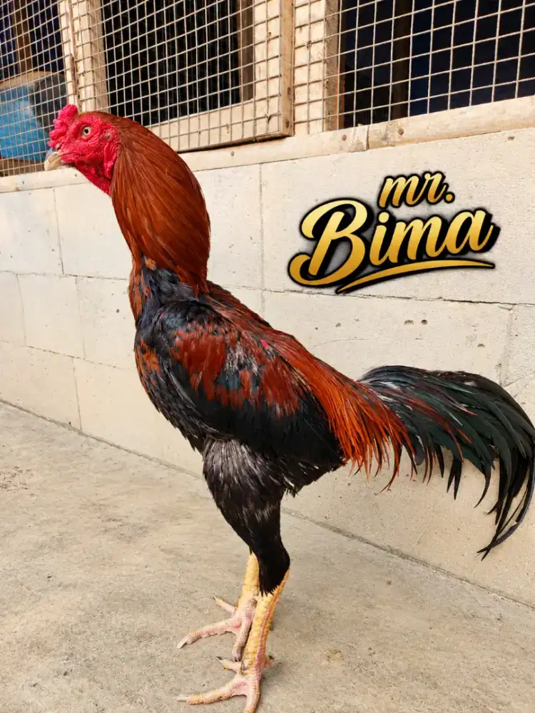 Ayam bangkok koytrad lock super tikung pukul keras sakit bervideo