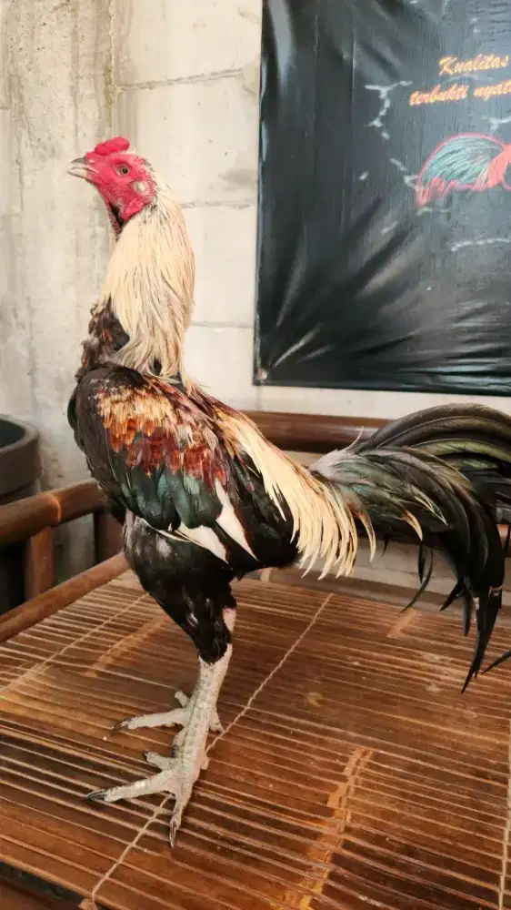 Ayam bangkok pamangon line bgw x smfc kuda lari super mewah