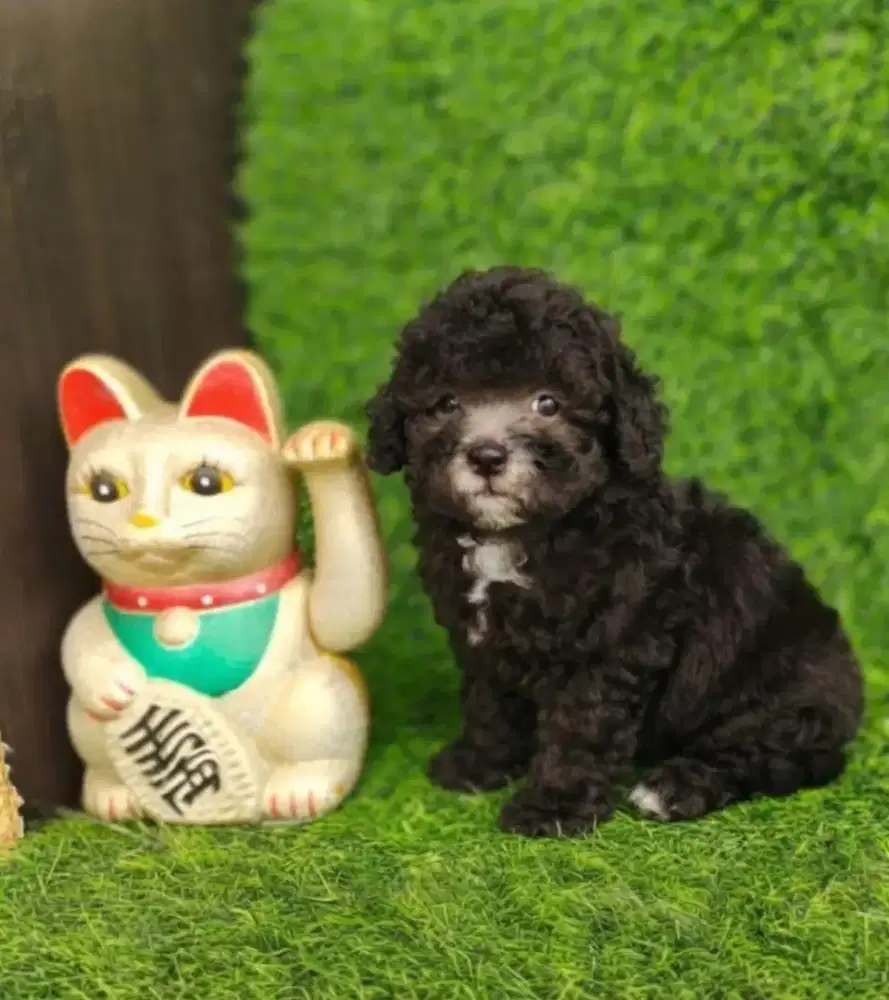 Tiny poodle silver male