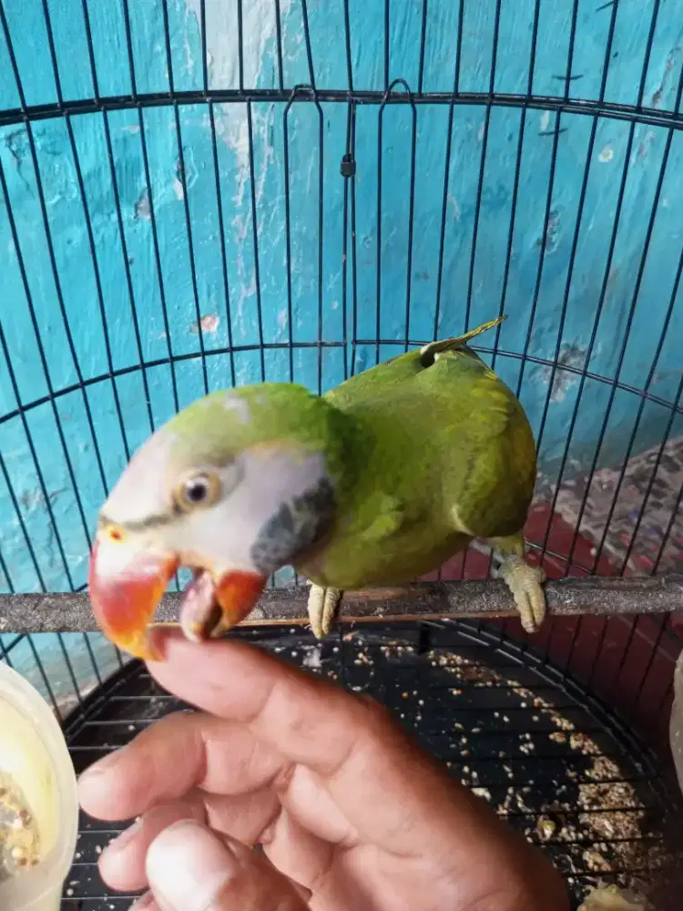 Lb jinak total aman tidak gigit