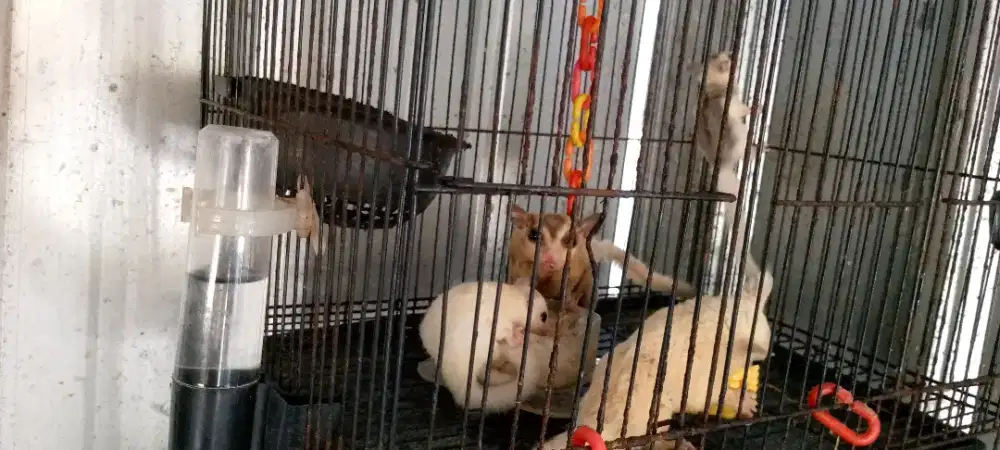 Sulgarglider satu kluarga