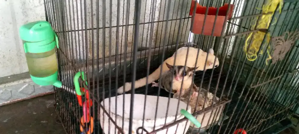 Sulgar glider satu jodoh