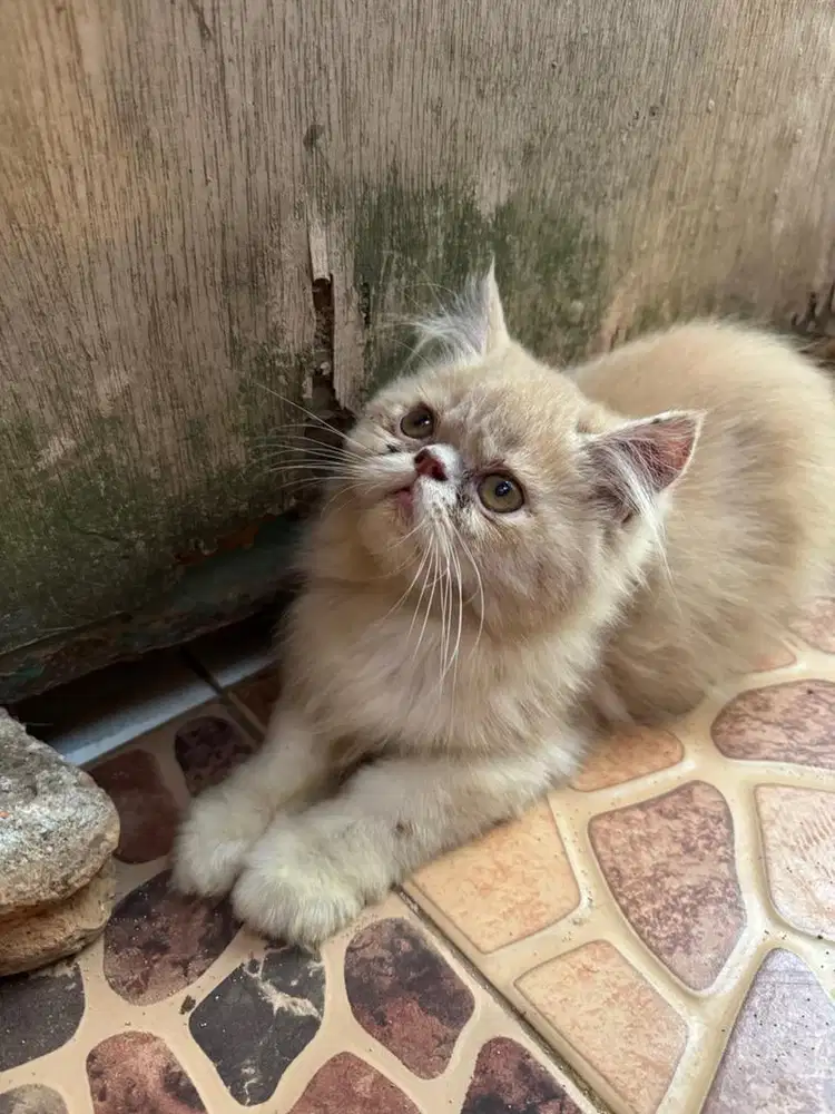 Kucing kitten persia peaknose jantan