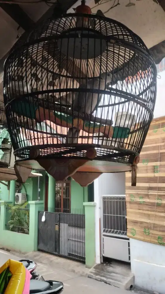BURUNG PUTER PELUNG JANTAN
