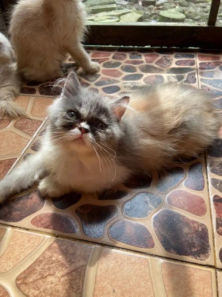 Kitten persia flatnose betina