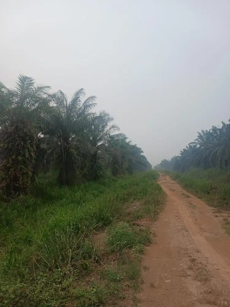 Dijual Kebun Sawit 6 Ha