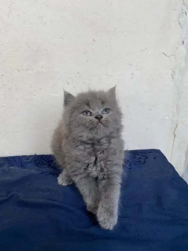 Kucing BSH Kitten Jantan