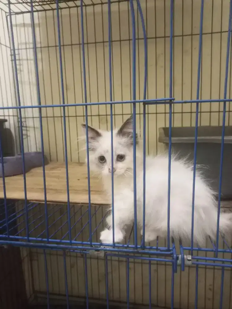 Anakan kucing persia betina 3 bln