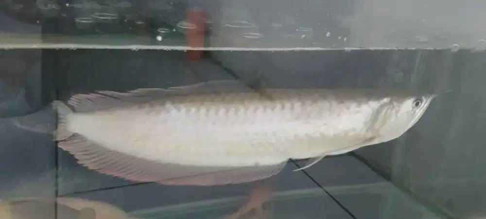 Ikan Arwana Silver Red