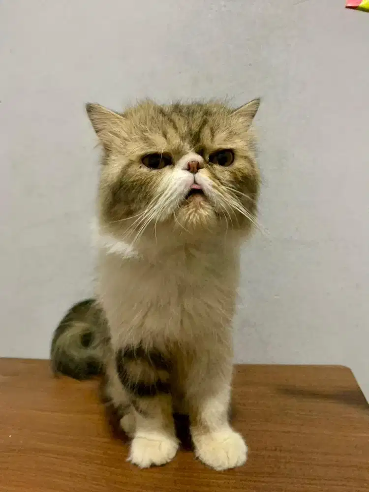 KUCING PERSIA PEAKNOSE JANTAN
