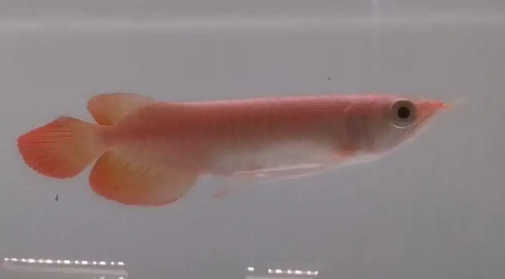 Arwana Super Red Size 20cm