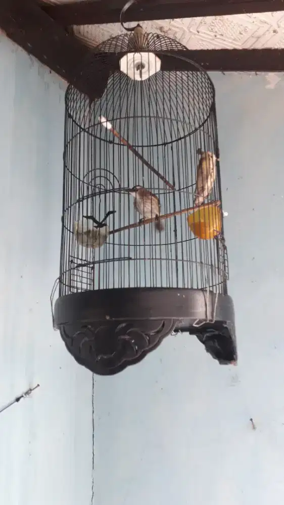 Burung Toed saja