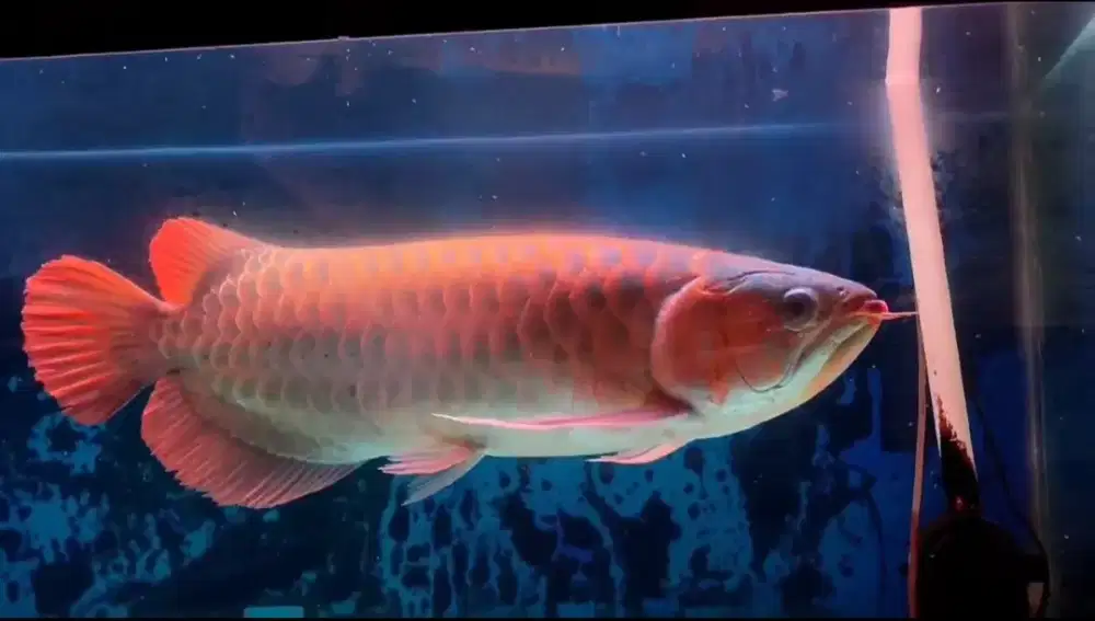 Arwana Super Red Size 63cm