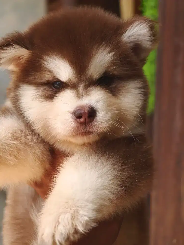 ALASKAN MALAMUTE