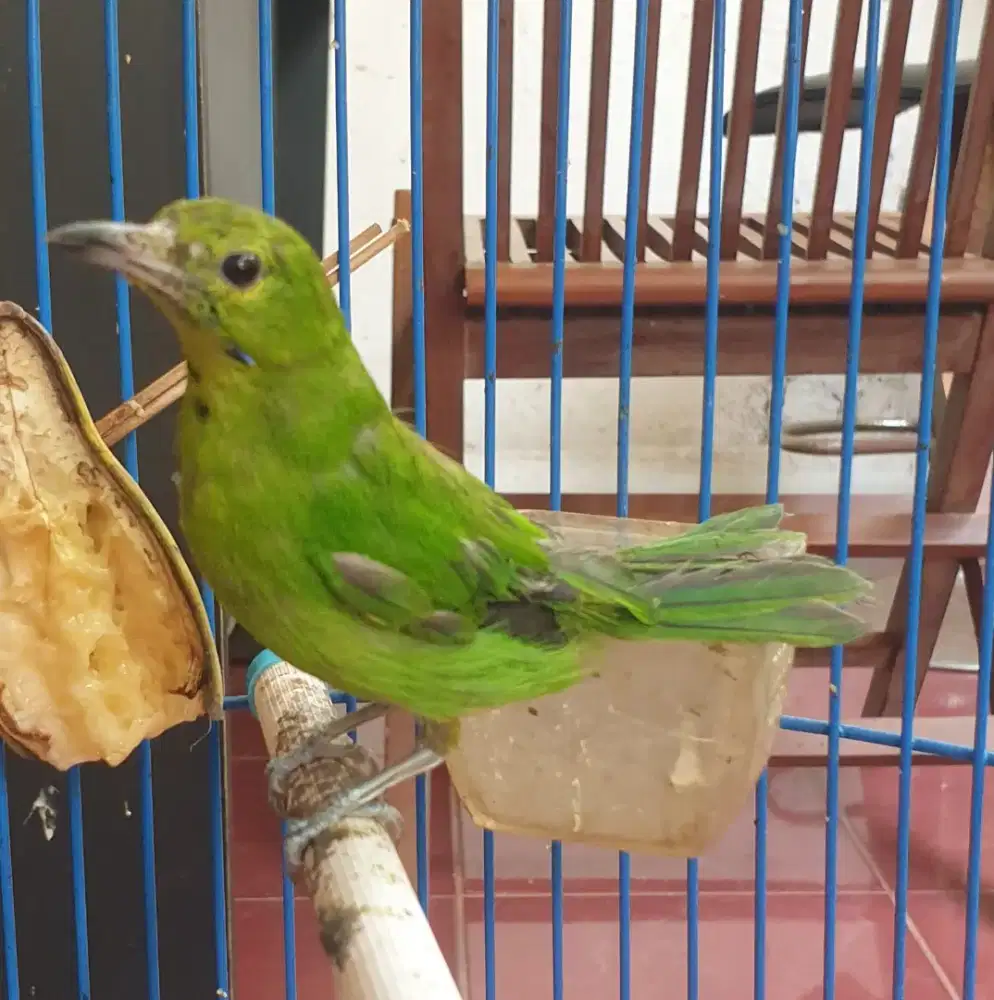 Mini trotolan udah bunyi