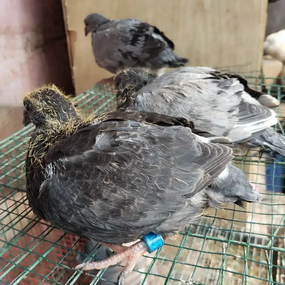 Merpati pos piyik