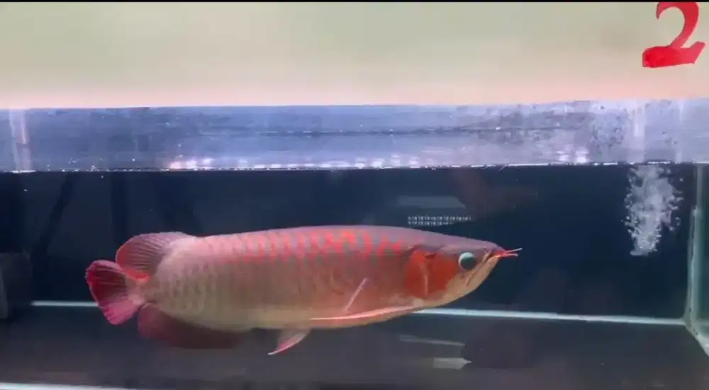 Arwana Super Red Size 45cm