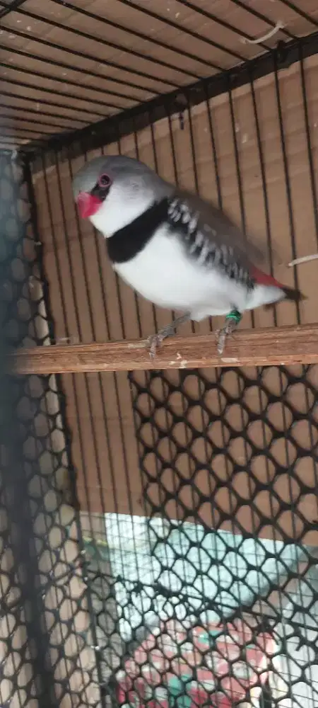 Diamond firetail jantan siapan