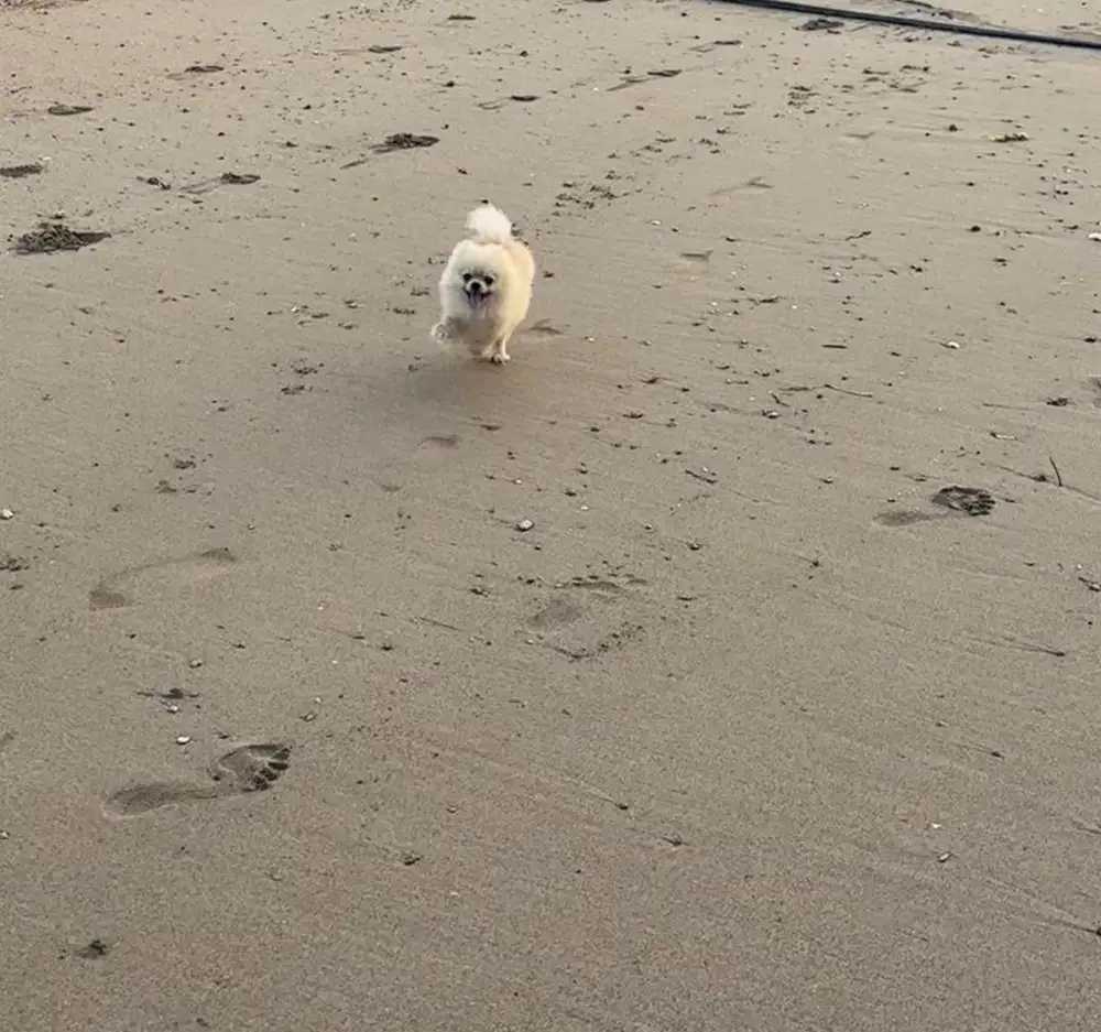 Super minipom betina