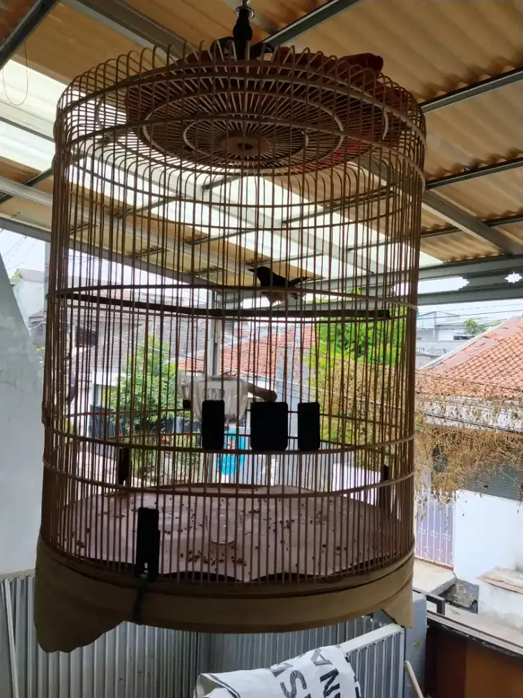 burung murai batu betina fullset