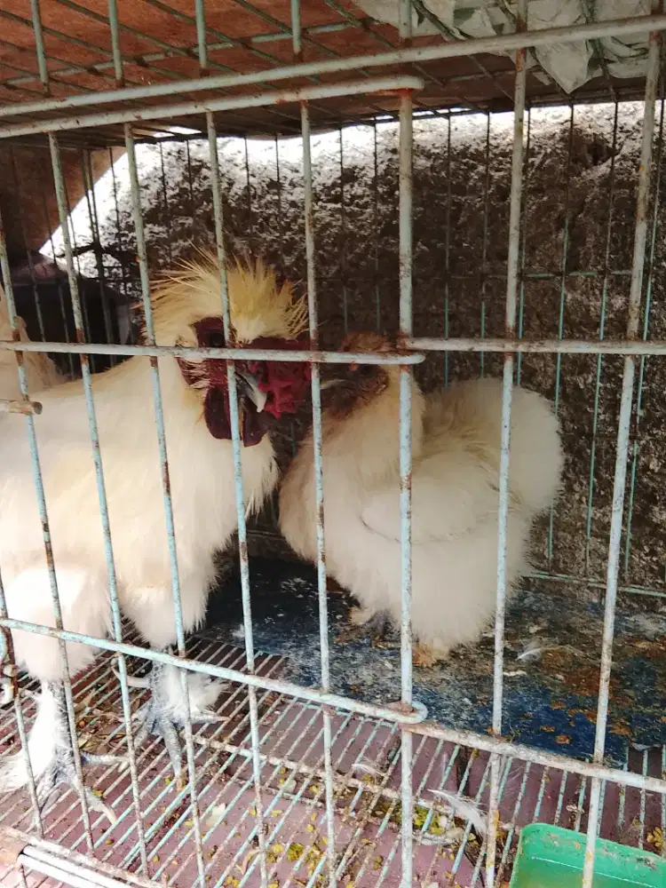 Jual ayam silki